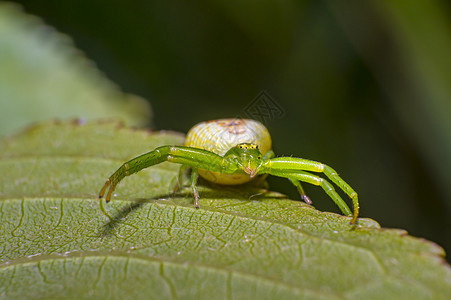 青绿南瓜蜘蛛在新鲜季节的樱桃叶上条纹环境荒野漏洞热带瓢虫动物野生动物动物群身体图片