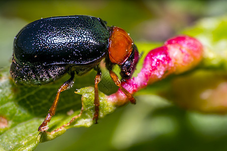 新鲜季节自然绿叶上的小黑红甲虫救援身体植物蜜蜂野生动物荒野昆虫宏观森林热带图片