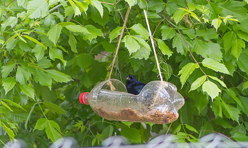 用回收塑料瓶制成的人工手工制作的鸟饲料和水箱荒野饮酒者鸟巢谷物升级塑料生态瓶子食物鸟类图片