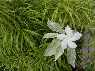 白色彩色美丽的花朵缝合季节叶子农场植物群雏菊花园花瓣粉色绿色红色图片