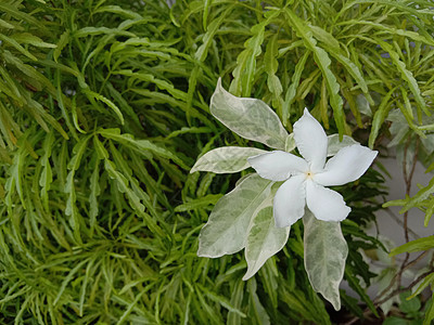 白色彩色美丽的花朵缝合粉色叶子自然季节花瓣绿色花园红色植物群雏菊图片