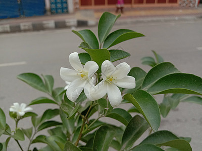 白色彩色美丽的花朵缝合叶子花园自然洋甘菊场地雏菊植物粉色红色花瓣背景图片