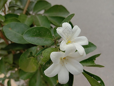 白色彩色美丽的花朵缝合绿色橙子季节美景植物自然农场植物群叶子洋甘菊图片