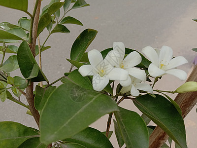 白色彩色美丽的花朵缝合洋甘菊场地植物季节红色橙子粉色自然农场植物群图片