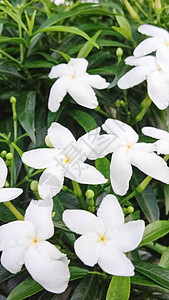 白色彩色美丽的花朵缝合植物群季节洋甘菊场地红色叶子自然美景花瓣绿色图片