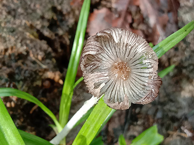 白色彩色美丽的花朵缝合植物美景叶子植物群农场花瓣绿色自然洋甘菊雏菊图片