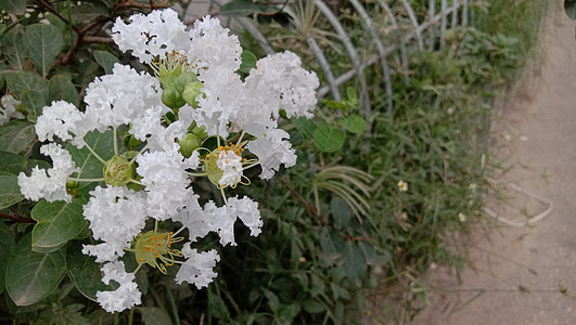 白色彩色美丽的花朵缝合植物群季节粉色自然花瓣红色雏菊美景橙子洋甘菊图片