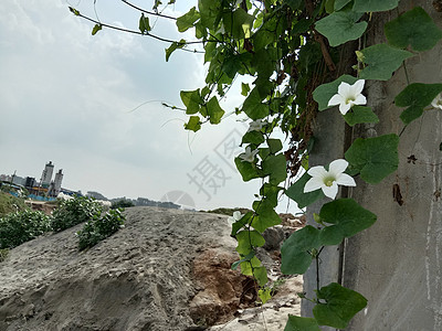 白色彩色美丽的花朵叶子花盆绿色季节花园花瓣场地植物群雏菊自然图片