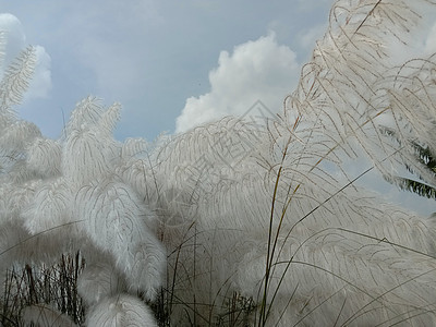 白色彩色美丽的猫金花季节叶子绿色粉色自然红色农场橙子植物群花瓣图片