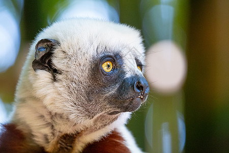 在马达加斯加岛国家公园的自然环境中濒危丛林动物群毛皮旅行古猿斗鸡森林野生动物动物图片
