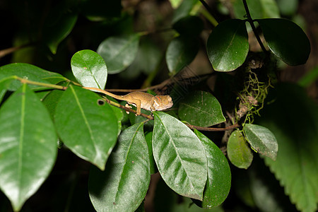 马达加斯加雨林一连串的变色素 在紧接中脊椎动物动物异国动物群热带蜥蜴螺旋皮肤濒危爬行动物图片