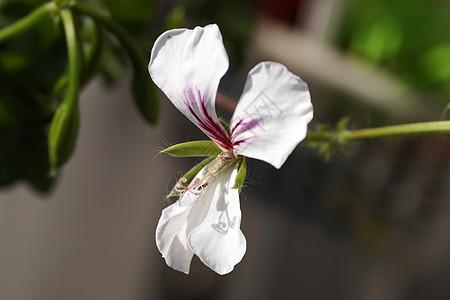 白花紧贴在灰色背景上宏观生长微距绿色摄影花瓣植物学阴影叶子雌蕊图片