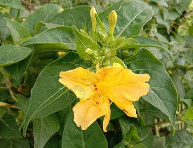 美丽的黄色花朵 有叶叶花园美景叶子植物农场自然花瓣红色植物群洋甘菊图片