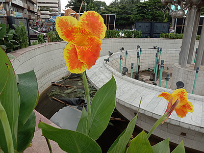 美丽的黄色花朵 有叶叶雏菊绿色花盆粉色自然植物群橙子叶子植物洋甘菊图片