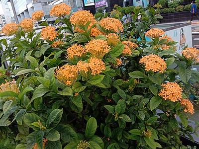 美丽的黄色花朵 有叶叶自然植物群花瓣雏菊叶子花园红色季节橙子美景图片