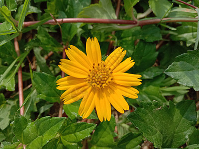 黄黄色彩色美丽的花朵场地植物群花瓣叶子雏菊自然花园洋甘菊美景红色图片