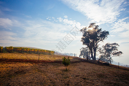 澳大利亚的金河谷葡萄园植物丘陵辉光晴天日落葡萄园采摘薄雾树叶酒厂图片