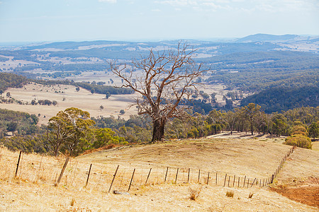 澳大利亚国王峡谷地风景阳光辉光晴天树叶金谷太阳日落栅栏薄雾丘陵图片