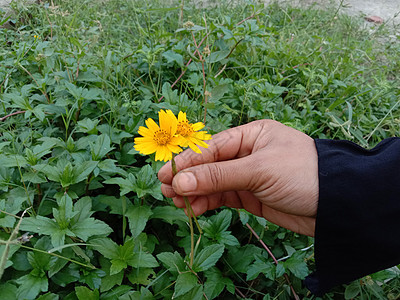 黄色彩色美丽的花朵结衣花园橙子场地植物群花瓣自然绿色美景红色粉色图片