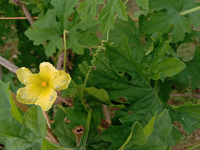 黄色彩色美丽的花朵结衣花盆绿色粉色植物群自然植物洋甘菊场地花园季节图片