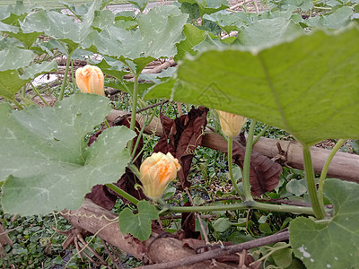 黄色彩色美丽的花朵结衣植物群洋甘菊植物花园叶子橙子季节花瓣粉色红色图片