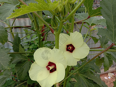 黄色彩色美丽的花朵结衣自然绿色场地洋甘菊花瓣叶子花园季节雏菊橙子图片