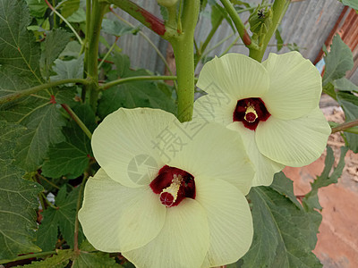 黄色彩色美丽的花朵结衣粉色花园美景绿色场地自然季节红色植物雏菊图片