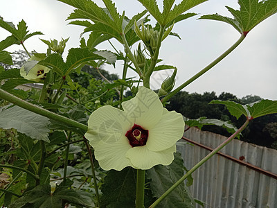 黄色彩色美丽的花朵结衣雏菊橙子花园农场红色叶子洋甘菊季节花瓣自然图片