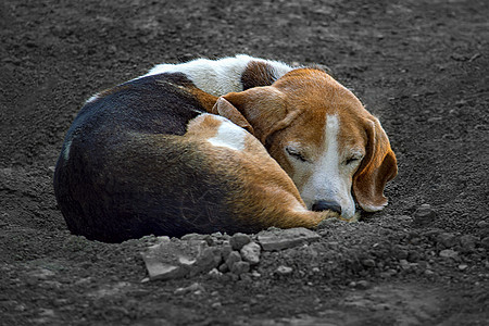 爱沙尼亚猎犬户外是冰冻和凝固的地表图片