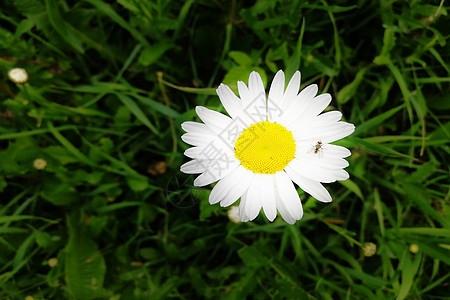 牛眼菊花头或月亮菊花图片