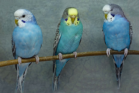 灰色背景的三只蓝色长毛鹦鹉图片