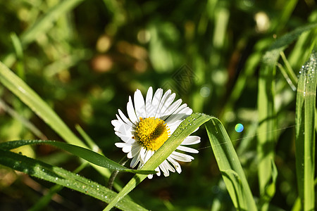 亮菊花图片