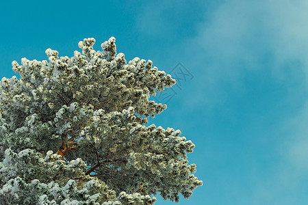 高高的松树枝 在雪中与蓝天对立植物季节爬坡木头天空树干艺术环境蓝色气候图片