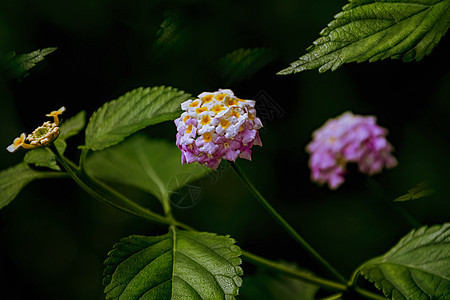 Lantana - 常年开花植物图片