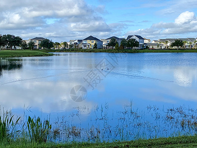 在附近一个平静的湖中游泳的鸭子天空环境动物蓝色房屋野生动物晴天羽毛公园邻里图片