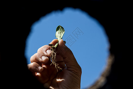 手能耕种 从地中见见者地面生态种植园园艺农业地球天空培育花园种子图片