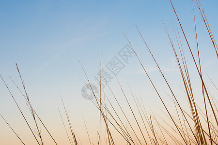 干枯的草地和清晨的夜空季节日出天空小麦橙子植物阳光场地黄色乡村图片