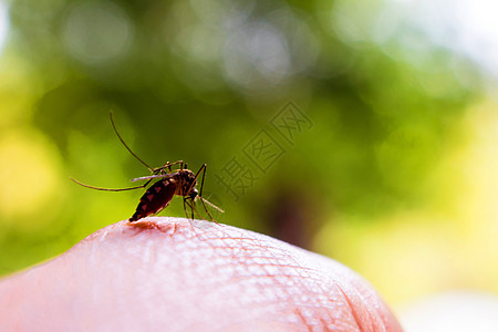 蚊子咬着吸人血的手图片