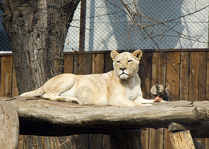 以动物园为原树背景的狮子哺乳动物动物毛皮冒险国王国家旅行濒危捕食者男性图片