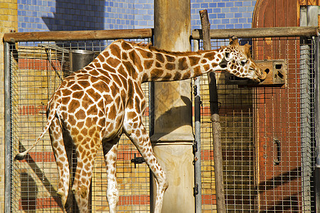 在柏林动物园吃食物的长颈鹿图片