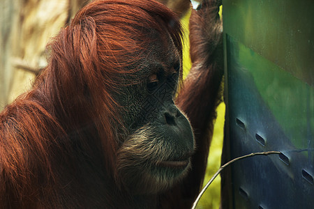 动物园的大猩猩野生动物猴子低地目的地哺乳动物热带动物群原始人灵长类主题图片