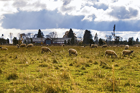 山谷里的羊群 家畜生活 山地的农场图片