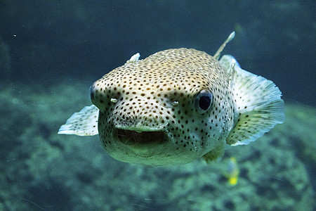 鱼在水族馆 海洋生物 水下 绿色和自然野生动物中的鱼类游泳生物荒野盐水热带动物珊瑚条纹小丑情调图片