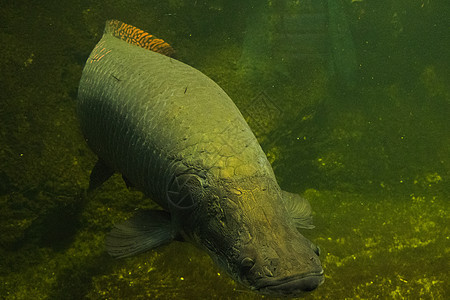 鱼在水族馆 海洋生物 水下 绿色和自然野生动物中的鱼类异国条纹动物游泳生物盐水荒野生活热带小丑图片