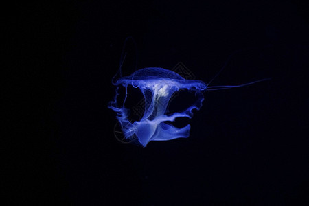 水下Jellyfish小丑珊瑚水族馆蓝色野生动物异国海蜇宠物动物海洋生物图片