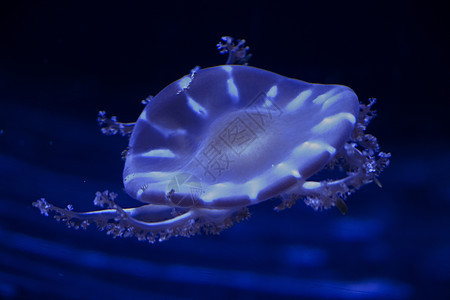 水下Jellyfish伞形荒野蓝色异国海洋生物动物生活小丑野生动物盐水图片