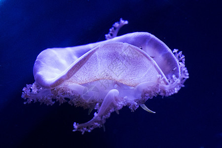 水下Jellyfish生物野生动物盐水铃铛珊瑚伞形热带情调动物小丑图片