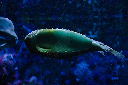 鱼在水族馆 海洋生物 水下 绿色和自然野生动物中的鱼类荒野小丑热带珊瑚宠物情调游泳生活异国蓝色图片