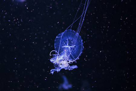 水下Jellyfish铃铛海蜇异国盐水触须水族馆珊瑚生活海洋生物生物图片