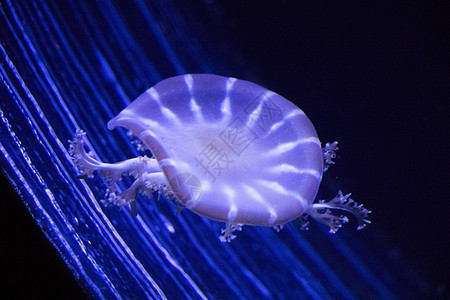 水下Jellyfish情调海洋生物伞形荒野珊瑚水族馆触须动物盐水海蜇图片